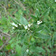 Common Gromwell