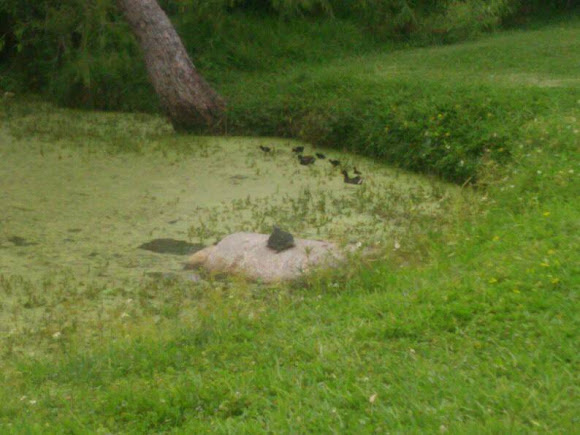 Spotting Image 1