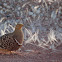 Namaqua Sandgrouse