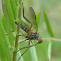 Empididae