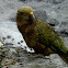 Kea