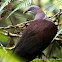 Mountain Imperial Pigeon