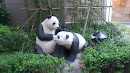 大宁 Two Panda