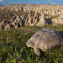 Spur-thighed Tortoise