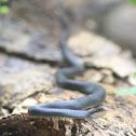 Black racer