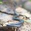 Black racer