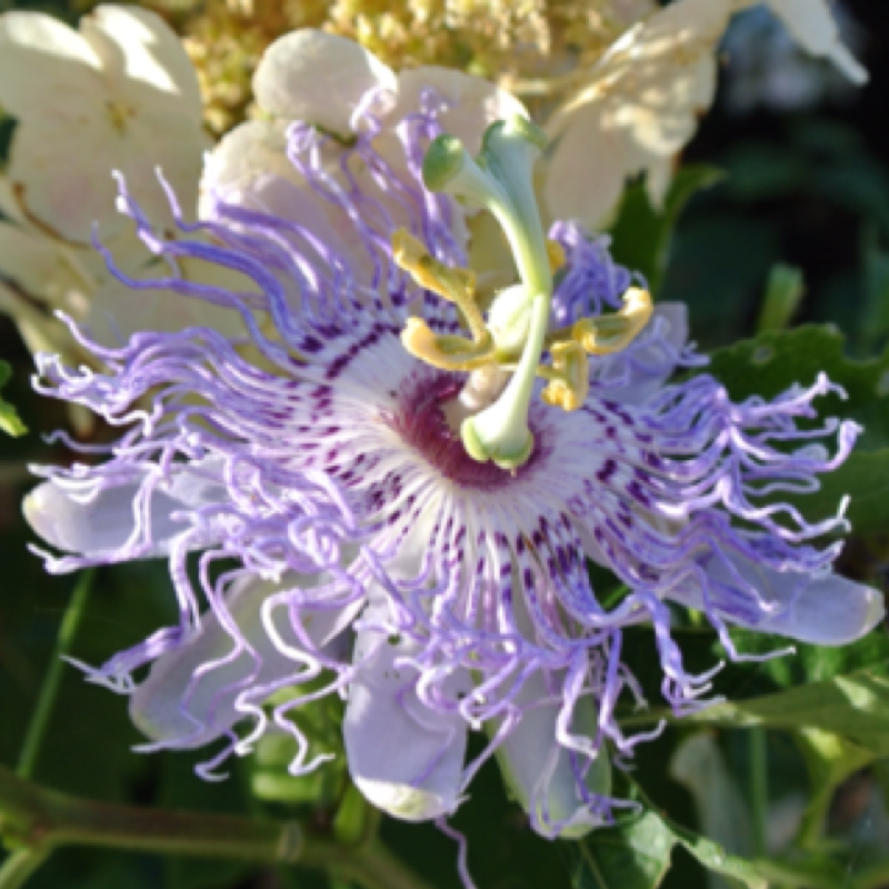 Maypop Bloom