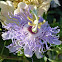 Maypop Bloom