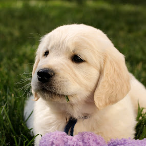 Milo by Jason Kiefer - Animals - Dogs Portraits