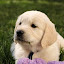 Milo by Jason Kiefer - Animals - Dogs Portraits