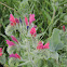 Echium