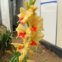 Gladiolus