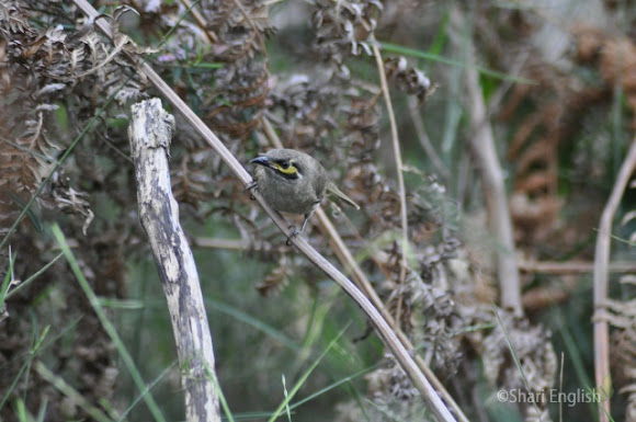 Spotting Image 1