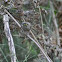 Yellow-Faced Honeyeater
