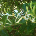 Honeysuckle
