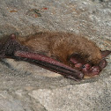Easternn Small-footed Myotis