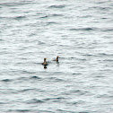 Rhinoceros Auklet