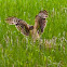 Northern Harrier