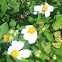 "daisy" weeds