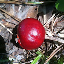 Apple Bolete