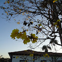 Paratudo