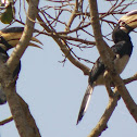 Malabar Pied Hornbill