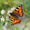 Small Tortoiseshell
