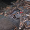 Barbary Partridge