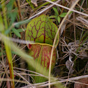 Purple Pitcher Plant