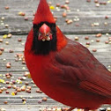 Northern Cardinal