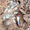 European Earwig