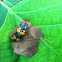 Pleasing fungus beetle
