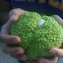 Osage-orange