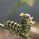 Black Swallowtail Caterpillar