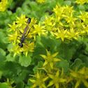 Wasp
