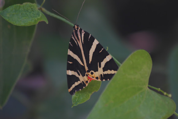 Spotting Image 1