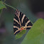 Spaanse vlag (Euplagia quadripunctaria)