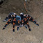 Tarántula de rodillas rojas