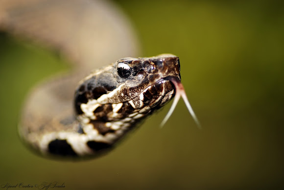 Spotting Image 1
