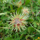 Stary Clover