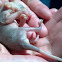 Virginia Opossum