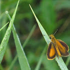 Least Skipper