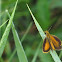 Least Skipper