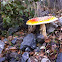 Toadstool, Fly Agaric