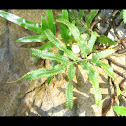 Black Caterpillar Fern