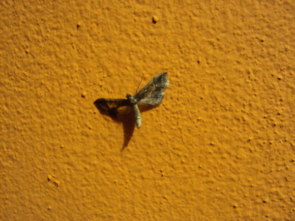 Spotting Image 1