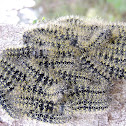 Moth:: Buho