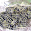 Moth:: Buho