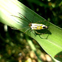 Orchard Spider