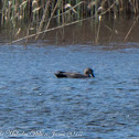 Gadwall; Anade Friso